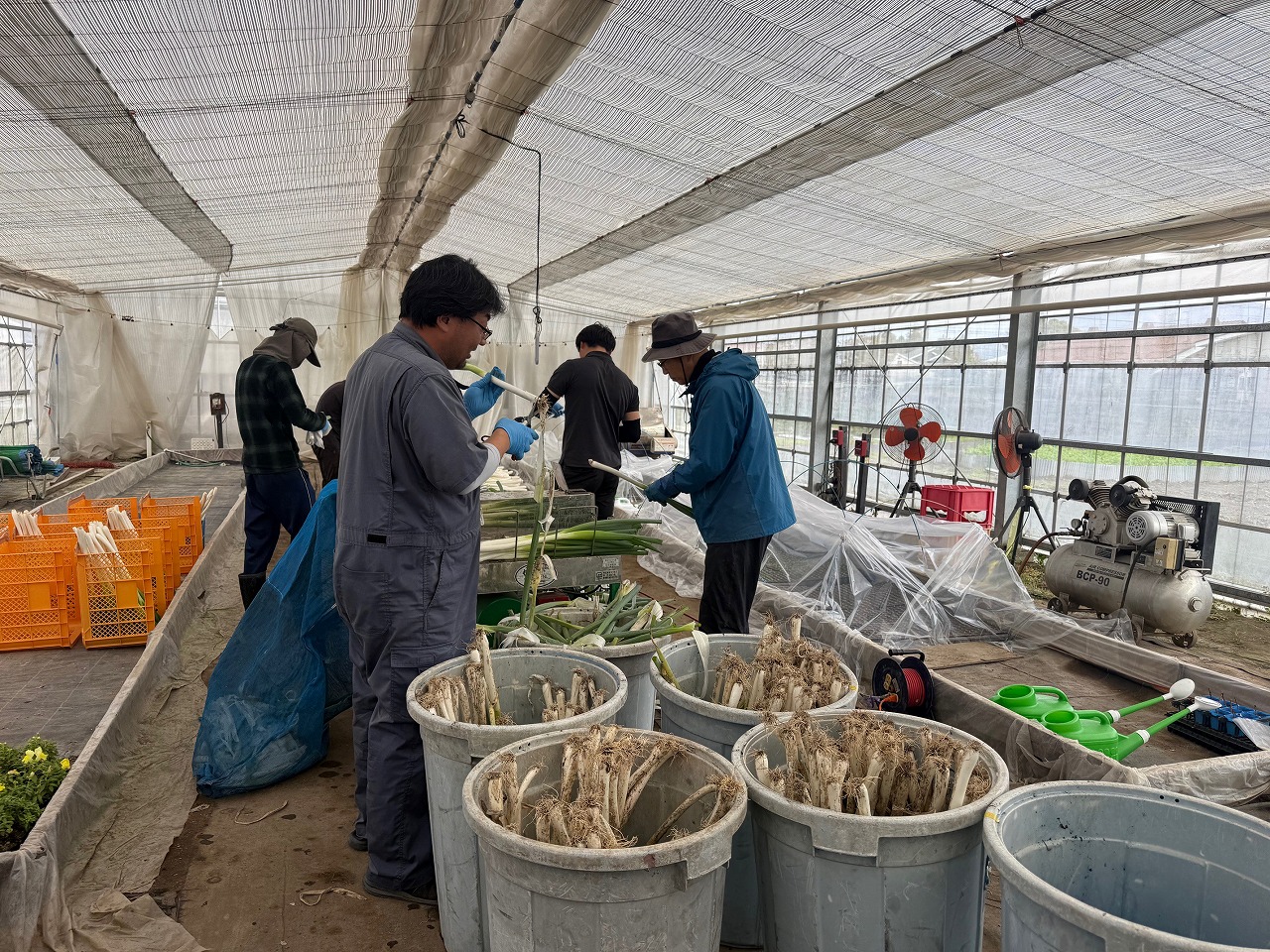 ハウス内で秋冬ネギの皮剥きをする研修生